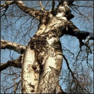 body-tree-cross
