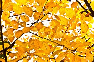 foglie sull-albero-in-autunno-Archivio-Fotografico
